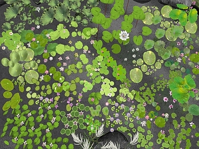 水生植物 睡莲 水生 莲花 莲叶