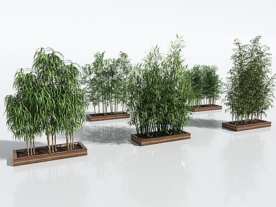 其他绿植 植物 绿化