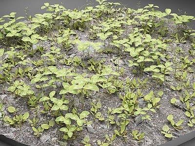 花草组合 白花三叶草 草地 小草 植物