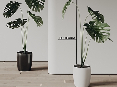 盆栽 poliform 现代 植物