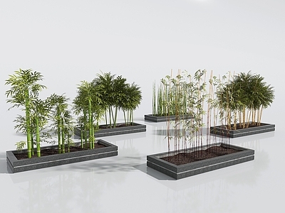 其他绿植 植物
