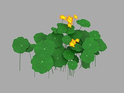 其他绿植 四叶草 黄色花 四叶草花