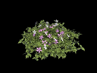 其他绿植 紫色花 紫色 紫粉色花 一团花