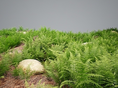 草 现代草地绿植灌木 灌木丛草丛