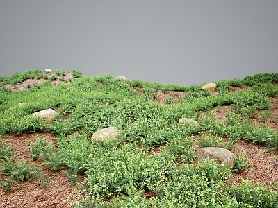 草 现代草地绿植灌木 灌木丛草丛