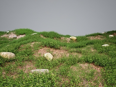 草 现代草地绿植灌木 灌木丛草丛