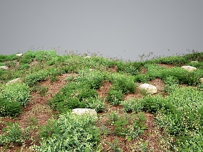 草 现代草地绿植灌木 灌木丛草丛