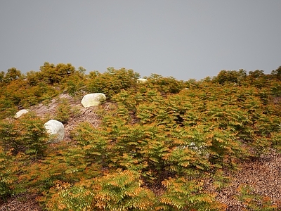 草 现代草地绿植灌木 灌木丛草丛