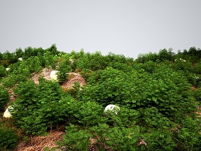 草 灌木丛草丛 现代草地灌木