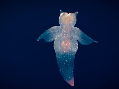 水生类动物 可爱的海天使 生活在海洋里动物 海马 海龙 刺胞动物