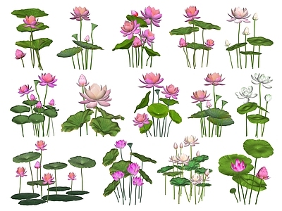 水生植物 荷叶 水生 莲花 莲叶