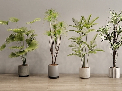 盆栽 室内植物 阳台植物 盆景