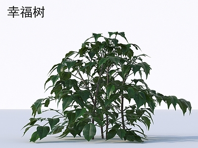 其他树木 幸福树 花草灌木