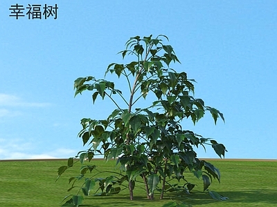 灌木 幸福树 花草灌木