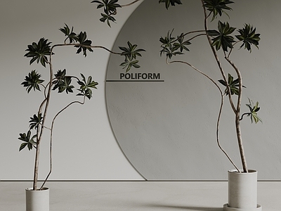 盆栽 poliform 现代盆栽 盆景