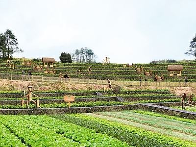 现代乡村庭院 菜园菜地 乡村菜地