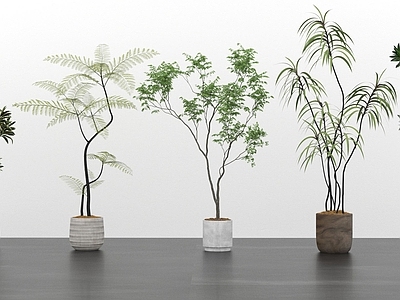其他绿植 植物组合