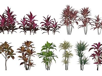 灌木 灌木球 绿篱 花箱灌木 朱蕉变叶木
