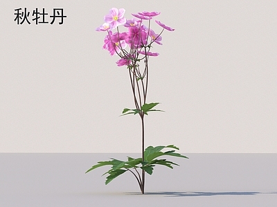 花 秋牡丹 花草灌木