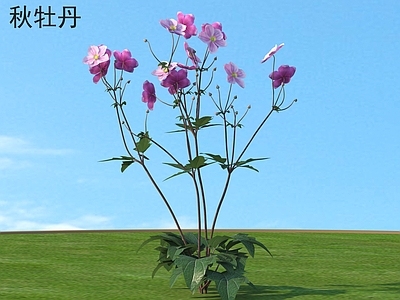 花 秋牡丹 花草灌木