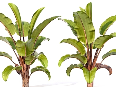 其他绿植 绿色植物 树叶