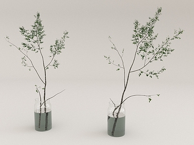 其他绿植 植物 绿叶 花草