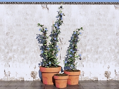 花草 牵牛花爬藤植物 盆栽花草 庭院花卉 喇叭花 藤本花草花卉