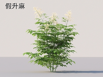 花草组合 假升麻 花草灌木