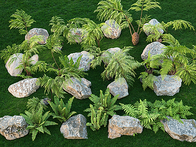 植物组合 蕨类 肾蕨 庭院 地被