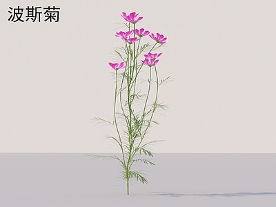 草 波斯菊 花草灌木