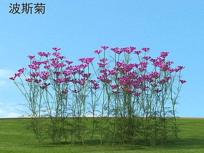 花草组合 波斯菊 花草灌木