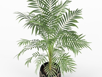 盆栽 现代 绿色植物 盆景