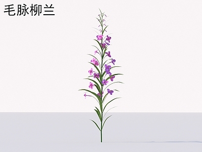 花 毛脉柳兰 花草灌