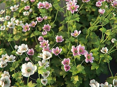 花箱 水母杂交品种