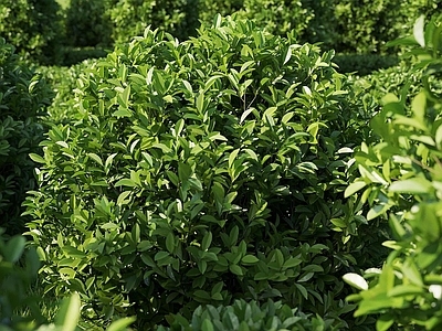 灌木 花艺 花园植物 园林植物 灌木 乔木