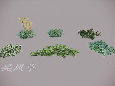 花草 花境 花草 大吴风草