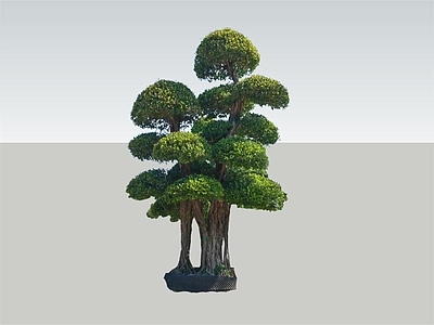 植物组合 小叶榕 绿色 2d