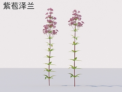 草 紫苞泽兰 花草灌