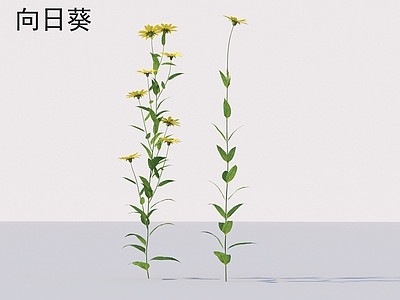 花 向日葵 花草灌木