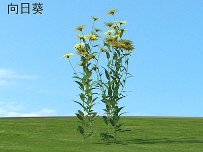 花 向日葵 花草灌木