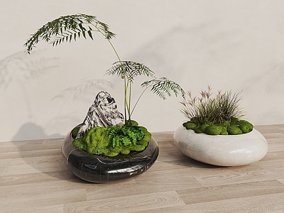 盆景 苔藓盆景 植物摆件 花盆 小品