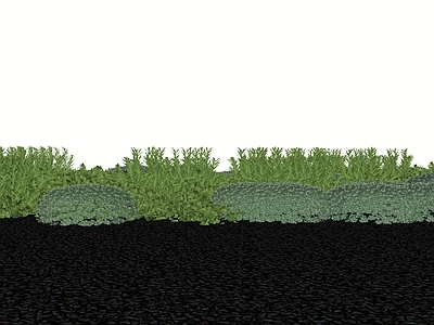灌木 灰色植物花境 银叶菊 迷迭香 现代花境植物组合