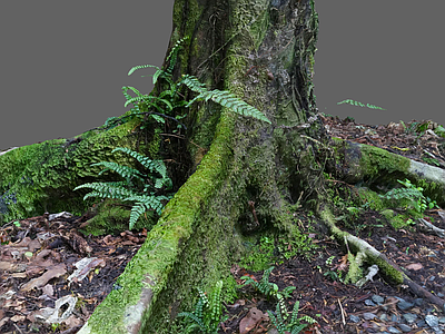 其他树木 树木 苔藓 蕨类植物 树叶地面