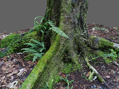 其他树木 树木 苔藓 蕨类植物 树叶地面