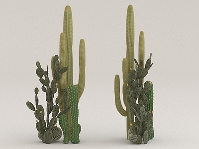 其他绿植 仙人掌 植物