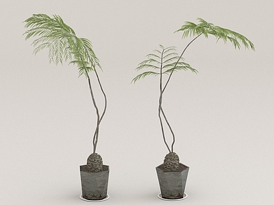 其他绿植 盆栽 植物