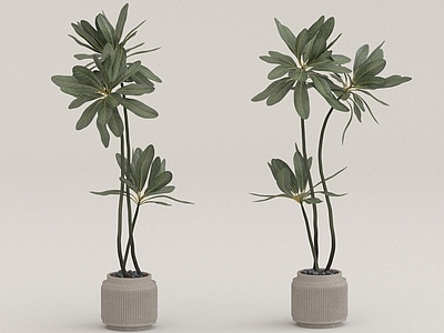 其他绿植 植物
