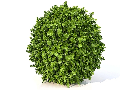 其他绿植 花草植物 草团