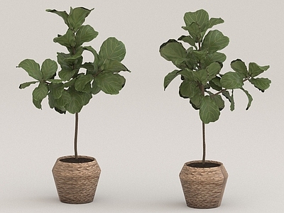 其他绿植 花草 落地植物