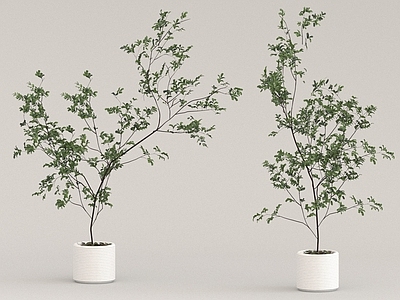 其他绿植 植物 盆栽 花草